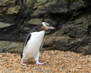 Yellow-eyed Penguin