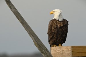 Adult bald eagle