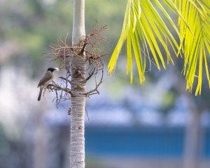 sooty-headed bulbul.jpg