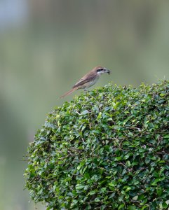 Brown Shrike success!