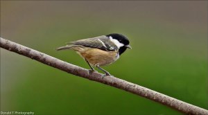 Coal Tit