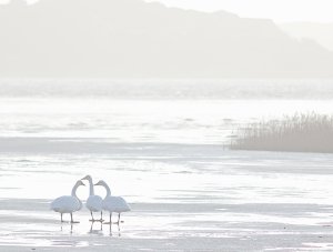 Whooper swan