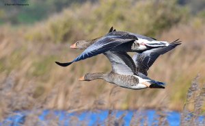 Greylag Goose 3974.jpg