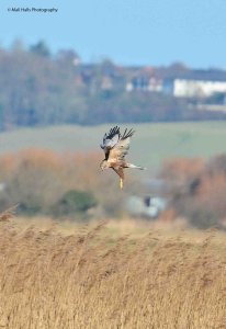 Marsh Harrier 2278.jpg