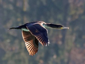 Great Cormorant