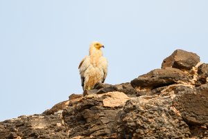 Egyptian Vulture