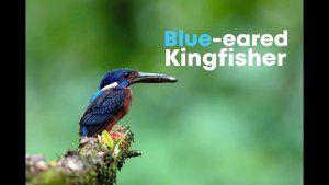 Blue-eared Kingfisher (female)