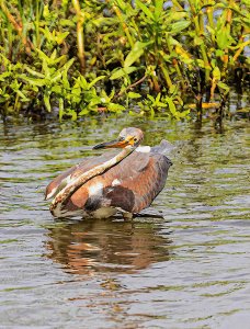 Tricolored Heron Juvenile