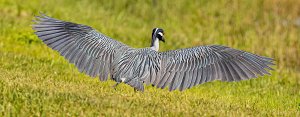 Yellow-crowned Night Heron