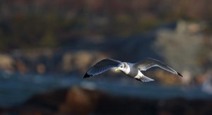 Black-legged kittiwake