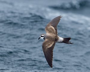 White-faced Storm Petrel