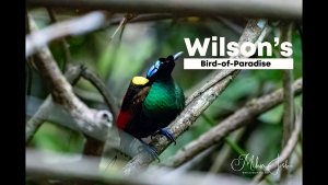 Wilson's Bird-of-Paradise in Waigeo Rainforests | Raja Ampat #wilsonsbirdofparadise #birdsphotos