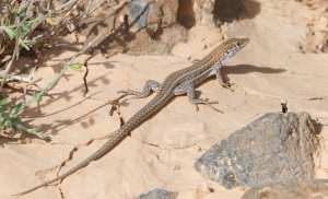 Atlantic Lizard