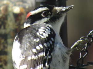 Downy Woodpecker Perched on Suet