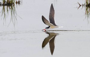 Black Skimmer