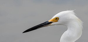 Snowy Egret