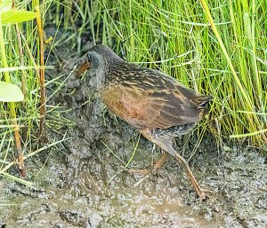 Virginia Rail