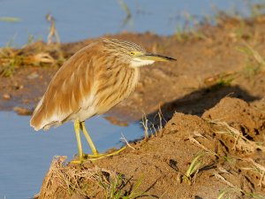 Squacco heron