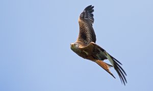 Red kite