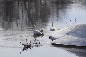 Trumpeter Swans on Mississippi