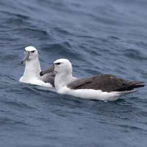 White-capped Albatross