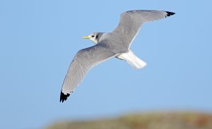 Black-legged kittiwake