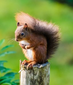 Red Squirrel ,Thornthwaite .jpg