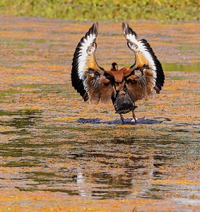 Black-bellied Whistling Duck