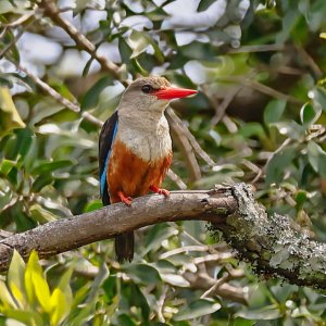 Grey-headed Kingfisher