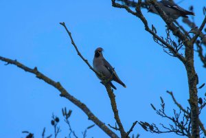 Waxwing