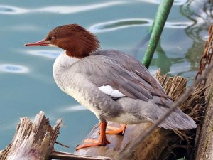 Goosander