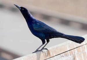 Boat-tailed Grackle