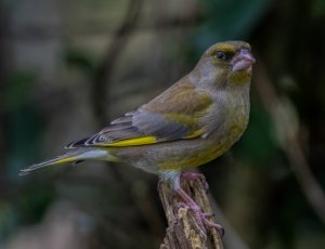 06-02-2024 Greenfinch at Dusk.jpg