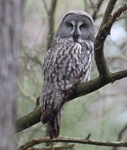 Great grey owl