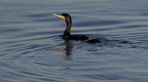 swimming cormorant resized.jpg