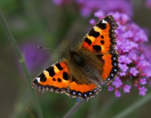 Small Tortoiseshell