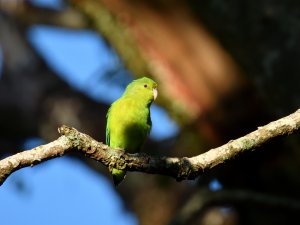 Blue-winged Parrotlet