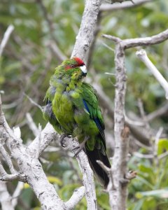 Red-crowned Parakeet