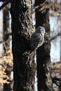 Ural owl