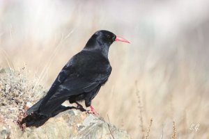 Red-billed chough