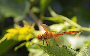 Needham's Skimmer Male