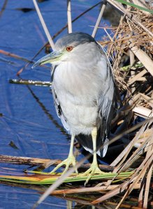 Black-crowned Night Herron