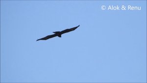 Raptor-214 : Black Eagle : Amazing Wildlife of India by Alok Tewari and Renu Tewari