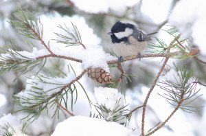 Coal tit