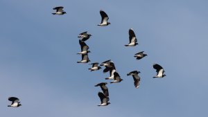 lapwing