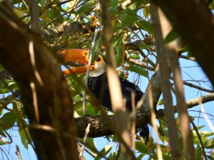 Young and shy (Toco Toucan)