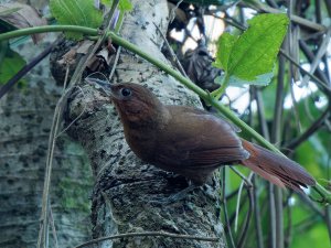 Santa Marta Foliage-gleaner