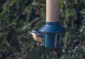 Eurasian Nuthatch