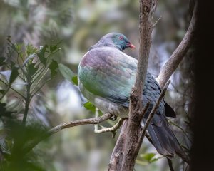 New Zealand Pigeon