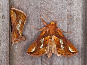 Gold Spot Moth